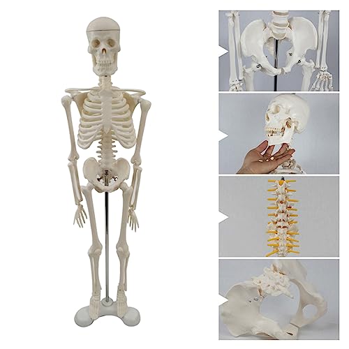 Squelette humain complet détachable pour enseignement anatomique et éducation médicale