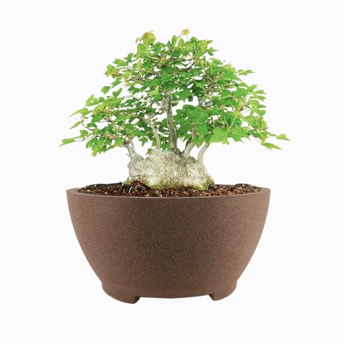 TINYVISTA 8.26 Inch Brown Ceramic Bonsai Pot
