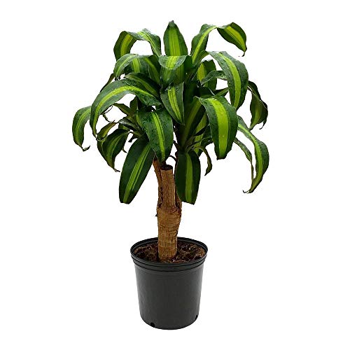 American Plant Exchange Dracaena Corn Massangeana Worry Free Live Plant 6 Pot Top Indoor/Outdoor Air Purifier