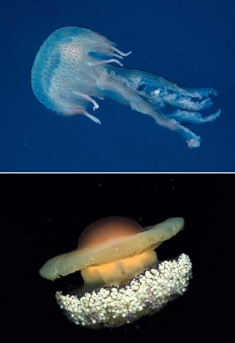 Cosa Vive Nel Mediterraneo? Guida All'identificazione Per I Subacquea E Snorkeling - 4