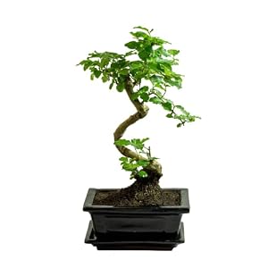 Bonsai Ligustrum ca. 8 Jahre