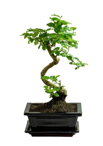 Bonsai Ligustrum ca. 8 Jahre