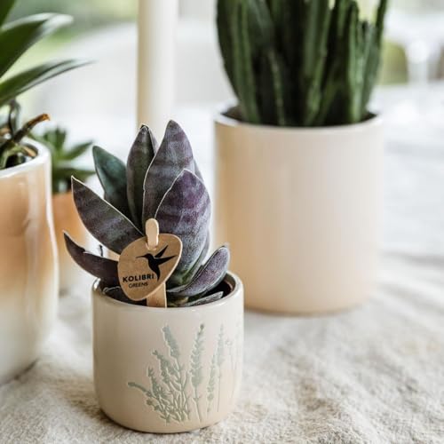 Pot de fleurs bleu clair robuste et moderne de diamètre 6 cm - 3
