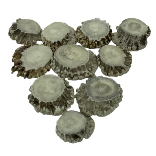 Rustic Charm Deer Antler Burrs