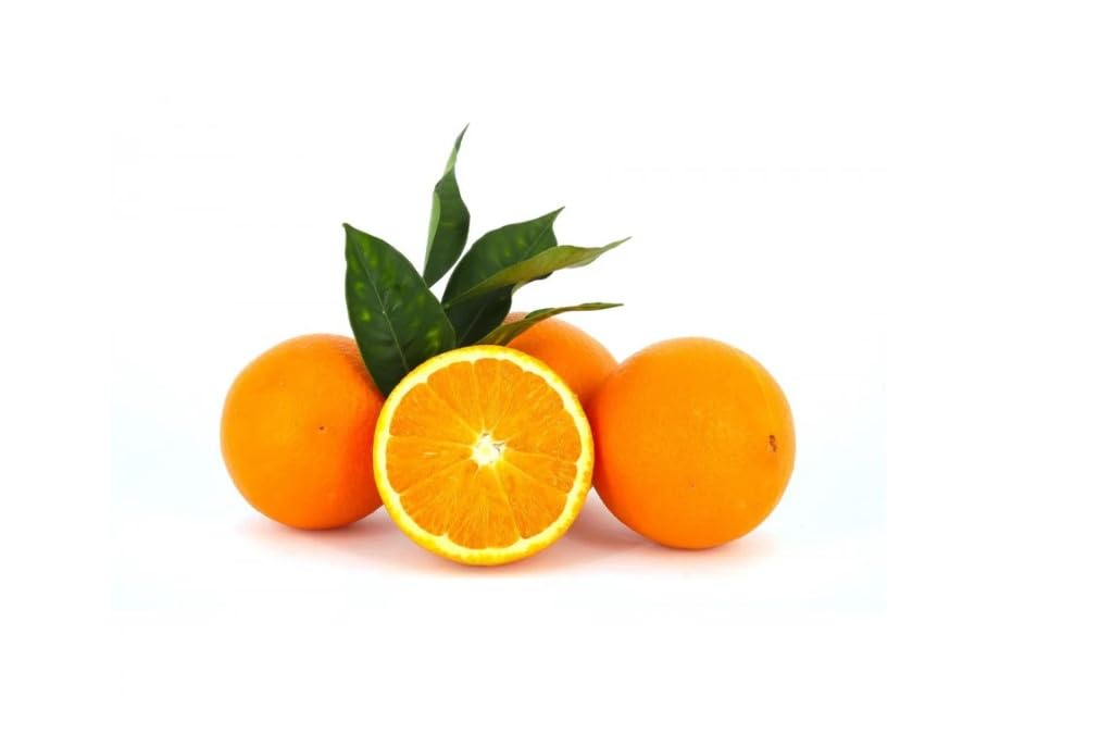 Pianta da Frutto in Fitocella, 2 Anni, Altezza 150 cm, Resistente, per Balconi Terrazze e Piccoli Giardini 1 PIANTA DI (ARANCIO NAVEL BUCCIA SOTTILE)