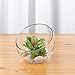WGVI Clear Slant Cut Bowl Glass Vase, Glass Terrarium, Candy Dish, Glassware, Slant Open: 7