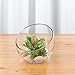 WGVI Clear Slant Cut Bowl Glass Vase, Glass Terrarium, Candy Dish, Glassware, Slant Open: 7". Height: 6" x 2.7". Base: 4" (1 Piece)