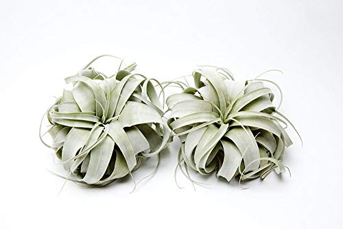 Air Plant Tillandsia Xerographica 6" Wide by Garden in the City/Ships from California/Greenhouse Grown