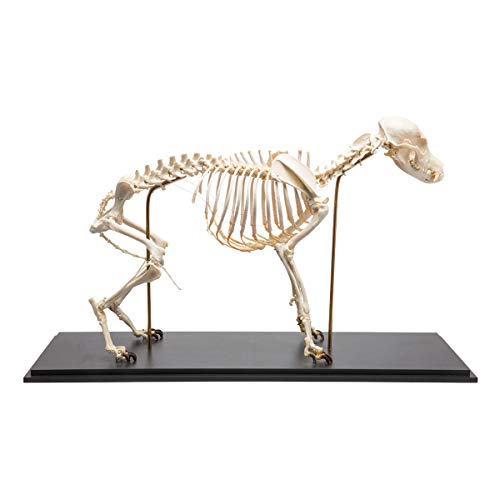 Image of 3B Scientific GmbH T300401M Dog Skeleton, M, flexibly Mounted