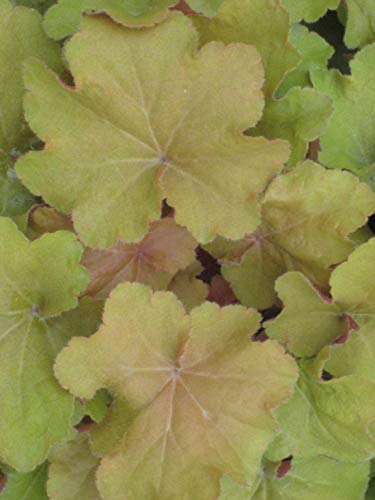 Premier Plant Solutions 17753 Plants That Work Coral Bells (Heuchera) Caramel, 19cm