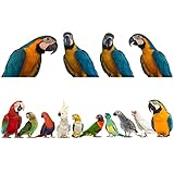MEFOSS Removable 3D Exotic Pet Birds Wall Stickers, Parakeet Macaw Parrot Wall Decals, Peel and Stick Living Room Kids Bedroom Office Wall Decor