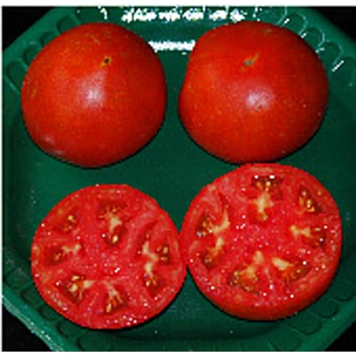 Tycoon Tomato Seeds (40) for Garden, Farm, Greenhouse