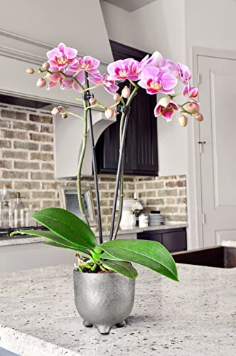 Ceramic Planters For Indoor Planters Silver Small Ceramic Pots For Plants 3.1"+4.1"+5.3" Succulent Pots Set Of 3 Vintage Plant Pots For Orchid, Snake Plants, Herb #TOP4