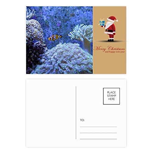 Cartes postales poisson-clown Noël pour rompre la monotonie des vœux avec l'océan
