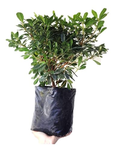 Pittosporum Natural Árbol de Exterior Ideal para Adornar el Exterior del Hogar