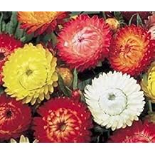 100 Tall Double Mixed Colors STRAWFLOWER Helichrysum Monstrosum Flower Seeds