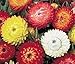 100 TALL DOUBLE MIXED COLORS STRAWFLOWER Helichrysum Monstrosum Flower Seeds