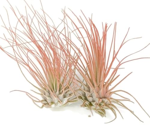 Image of Thin Air Plant, Guatemala Tillandsia Live Airplant, Healthy Arrival Guaranteed, Great Indoor Plant, Home Decor & Gift (2 Peach)