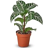 Zebra Aphelandra Live Plant for Indoor | Different Houseplants in 4'' & 6'' Pot | Real House Plant for Living Room, Office, Desk & Bathroom | Zebra Plant | Aphelandra squarrosa