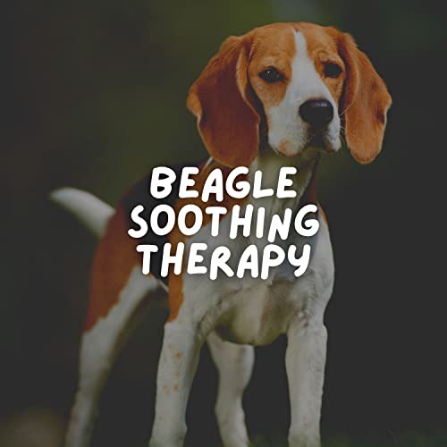 Find The Best Leash For Beagle Puppy Reviews & Comparison Katynel