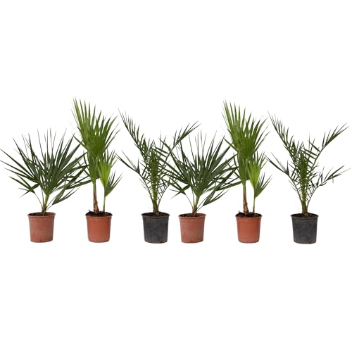 Plant in a Box - Palmiers d'extérieur - Mélange de 6 plantes - Pot 15cm - Hauteur 50-70cm
