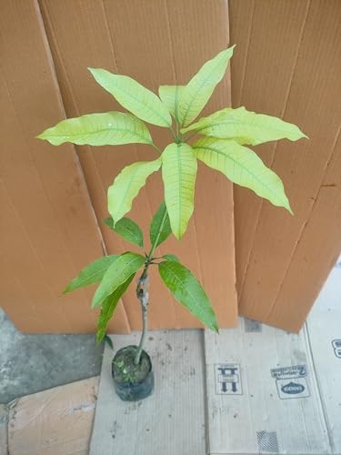 Image of Rare Beverly Mango Plant Fruit After 1-2 Years1 Healthy Grafted Live Plant 2-3 Feet Height PB 49