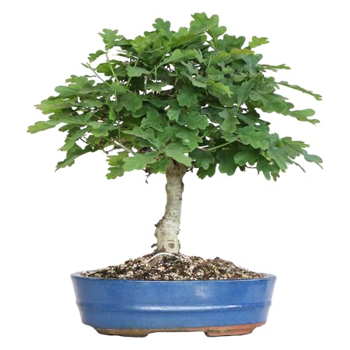 KENTIS - Bonsai Quercus Pubescens - Japanischer Flaumeichen-Bonsai - Echte dekorative Pflanzen für den Außenbereich - H 40-45 cm Topf Ø 26 cm