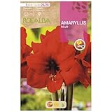 Bulbo Amaryllis rojo Rocalba