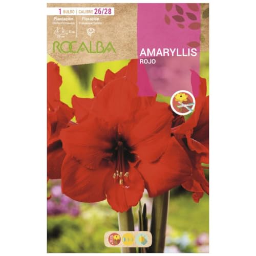 Bulbo Amaryllis rojo 1 ud Rocalba