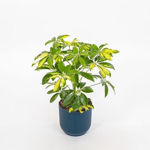Pianta vera di Schefflera arboricola 'Gerda' - Diametro Vaso Ø 13 cm