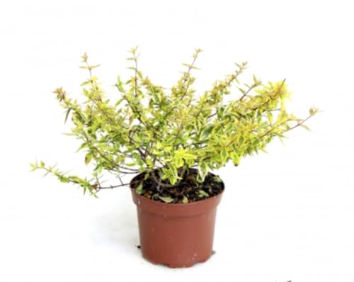 Planta natural Abelia Grandiflora, 20-30 cm. Arbusto perenne con flores blancas o rosadas, follaje colorido y fragante. Segura Garden.