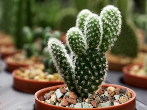 2lb Bonsai Succulent and Cactus Soil Boniosz Gritty Mix Rocks Faster Draining Optimized PH No Root Rot