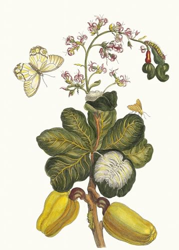 Famoso cuadro en lienzo de Maria Sibylla Merian en alta definición 60x90cm