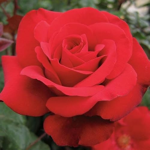 Rosa rifiorente rossa profumata – pianta in vaso Ø20 cm ideale per giardino e balcone Vivaio di Castelletto
