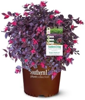 Purple Daydream Loropetalum, 1 Gallon, Compact Evergreen Bush with Pink Spring Flowers, Purple Foliage