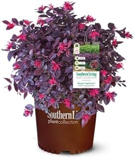 Purple Daydream Loropetalum, 1 Gallon, Compact Evergreen Bush with Pink ...