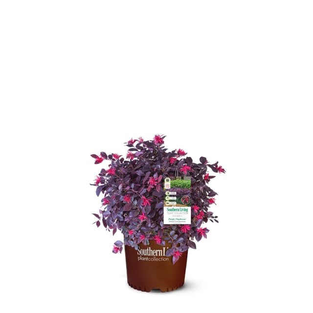 Purple Daydream Loropetalum, 1 Gallon, Compact Evergreen Bush with Pink Spring Flowers, Purple Foliage