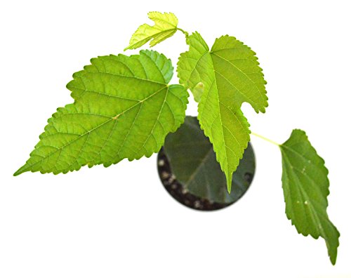 Dwarf Everbearing Mulberry Plant - Morus nigra - Sweet Fruit - 4" Pot - Thumbnail 3