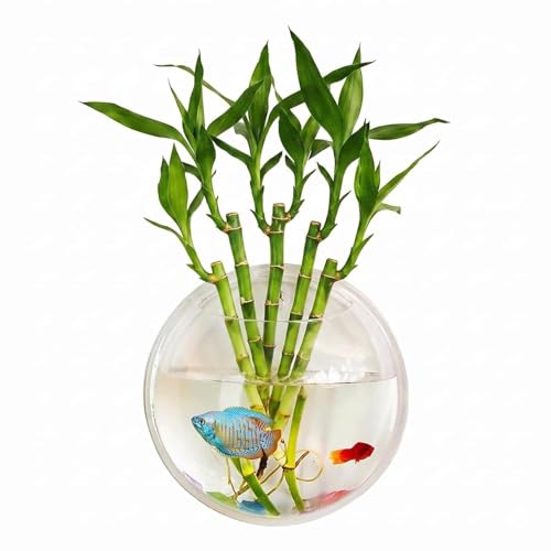 Image of MATS Acrylic Wall Mounted Aquarium Bowl for Betta Fish & Plants - Modern Hanging Fish Bowl Wall Planter for Home Decoration (19.5 x 19.5 x 8 cm)