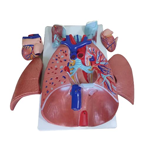 Modèle d'anatomie cardiopulmonaire humaine pour clarifier les structures complexes en cours