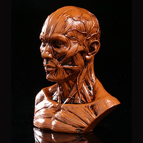Image of Gaolinci 4-Inch Portable Human Model Craft Anatomy Skull Head Muscle Bone Medical Artist Drawing Study