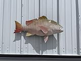 Mutton Snapper Wall Mount – 30 Inch Full Mount Fish Replica for Fishing & Coastal Wall Decor