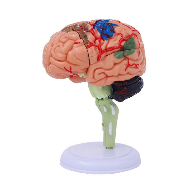 Modèle de cerveau humain 4D didactique AMITD anatomie école sciences puzzle anatomique