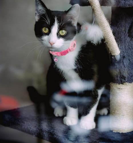 Image of Breakaway Cat Collar with Airtag Holder, Safety Kitten Collar with Apple Airtag Holder,Cute GPS Cat Collar with Bell, Lightweigh Tracker Collars for Girl Boy Cats, Kittens and Puppies
