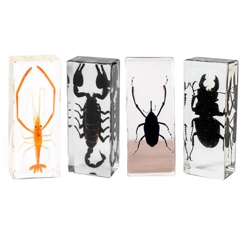 Image of Taxidermy Shrimp Beetle Scorpions, Real Bugs Insects Specimen in Resin, Clear Acrylic Sealed for Closer-Look & Study, Science Educational Classroom Specimens, Unique Amazing Gift (4.3x1.7x1.1-inch)