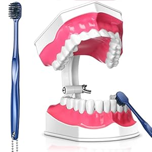 2 Pcs Standard Teeth Model Denture Model Teeth Teaching Model Adult Standard Demonstration Teeth Model with Toothbrush for Kids Teaching Supplies