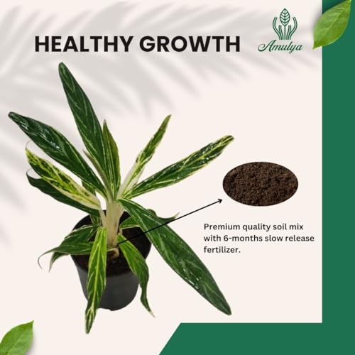 Image of Amulya FARMS & NURSERY Air Purifying Variegated Indoor Live Plants for Table, Kitchen & Desk Decor | Rare Plant | Imported Plant | Small Size - Black Pot Included (Rice Leaf)