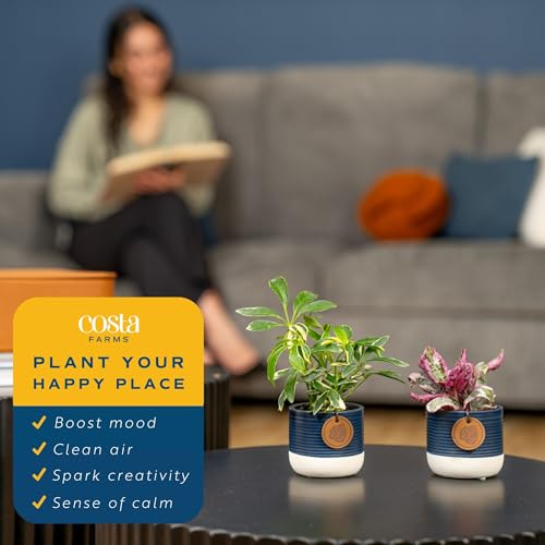 Image of Costa Farms Mini Live Indoor Houseplants (20-Pack), Starter Plants in Nursery Pots, Assorted Foliage Mix (Varieties May Vary), Bulk Tiny Plants for DIY Terrariums, Party Favors, and Home Office Decor