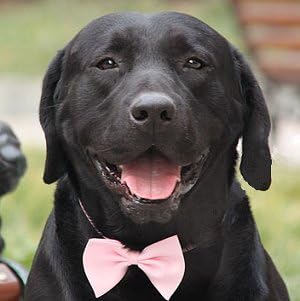 black lab bow tie