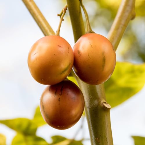 semi di tamarillo, di pomodoro frutteto da frutto colonnari semi rari esotiche da frutto colonnari colonnare pomodoro tamarillo nani, 100pcs
